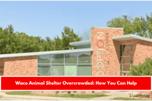 Waco Animal Shelter Overcrowded How You Can Help