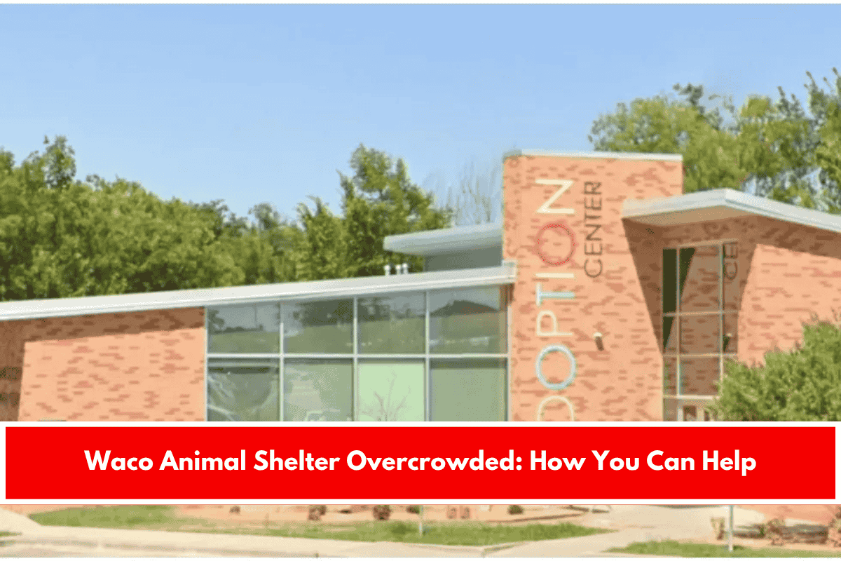 Waco Animal Shelter Overcrowded How You Can Help