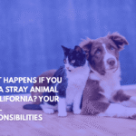 What Happens If You Find a Stray Animal in California Your Legal Responsibilities