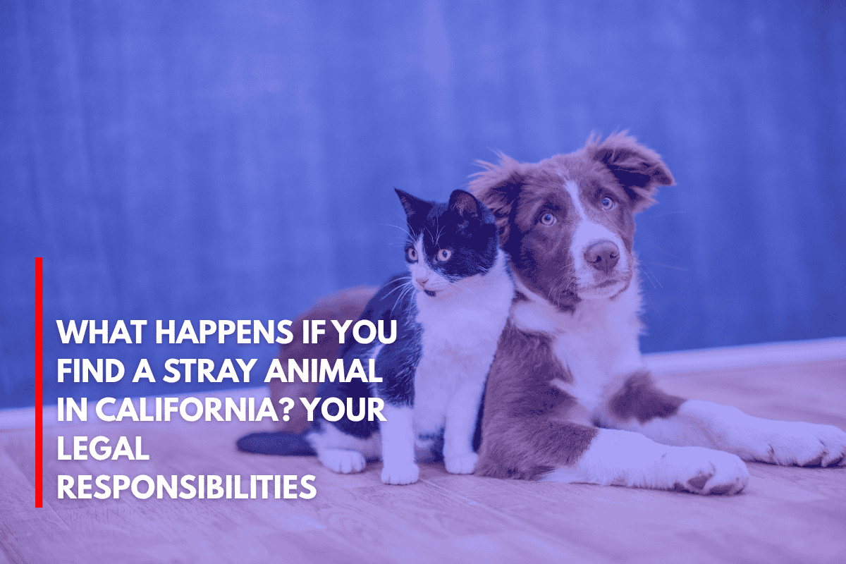 What Happens If You Find a Stray Animal in California Your Legal Responsibilities