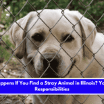 What Happens If You Find a Stray Animal in Illinois Your Legal Responsibilities