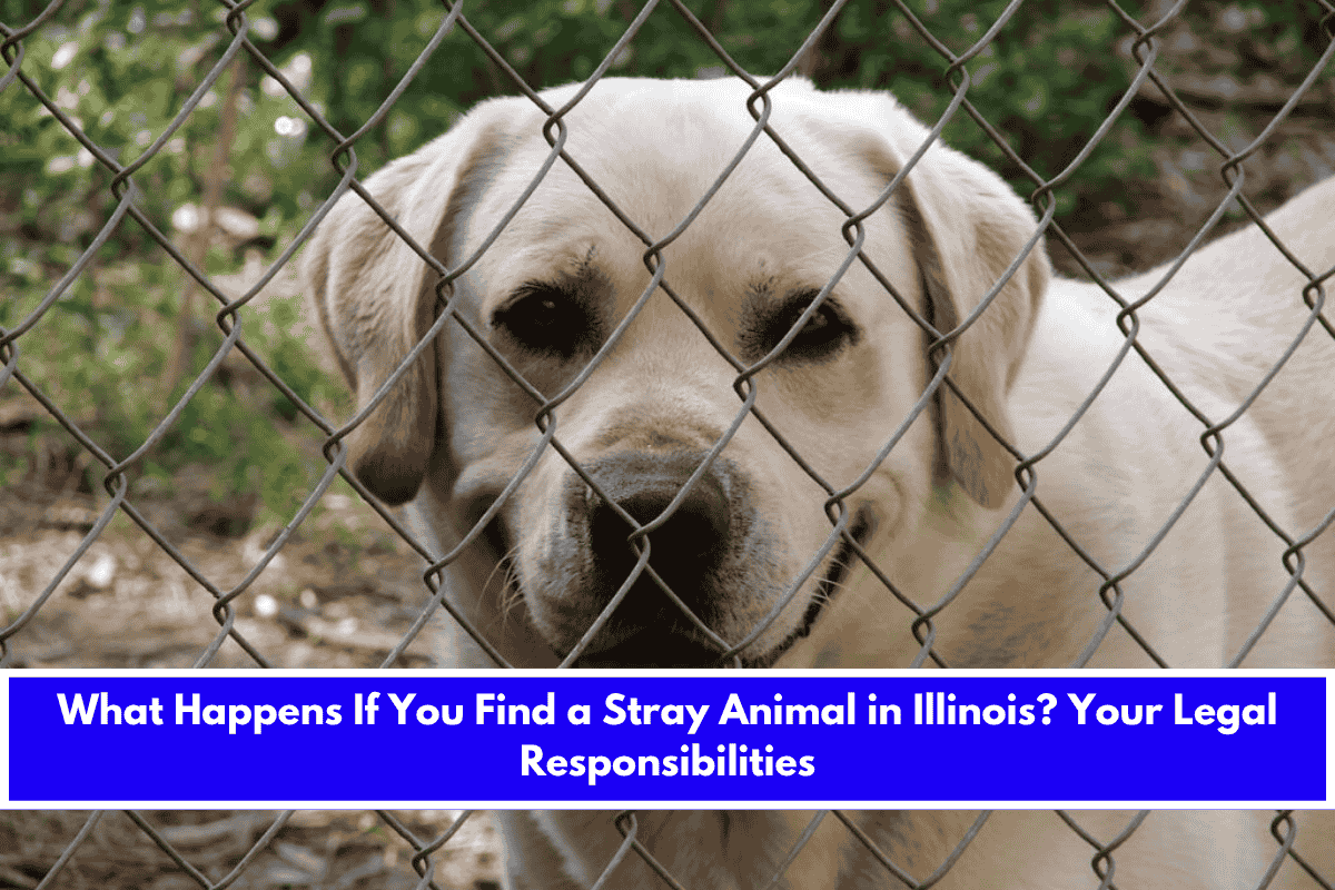 What Happens If You Find a Stray Animal in Illinois Your Legal Responsibilities