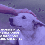 What Happens If You Find a Stray Animal in New York Your Legal Responsibilities