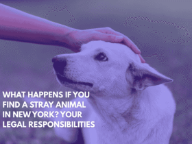 What Happens If You Find a Stray Animal in New York Your Legal Responsibilities