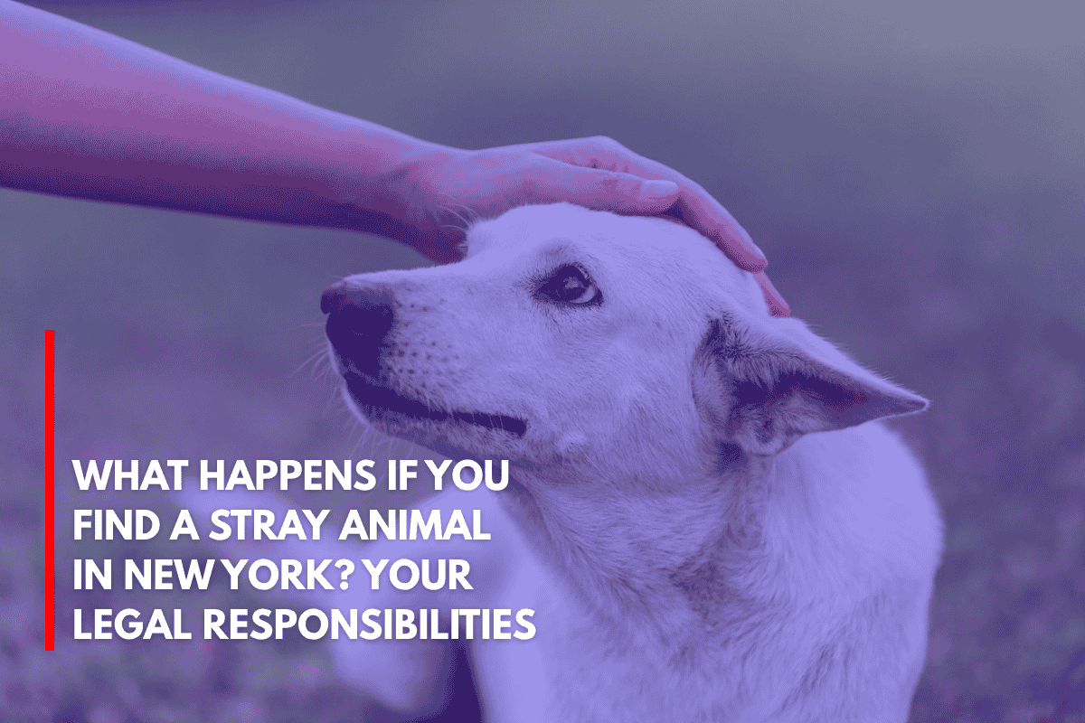 What Happens If You Find a Stray Animal in New York Your Legal Responsibilities