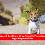 What Happens If You Find a Stray Animal in Pennsylvania Your Legal Responsibilities