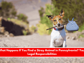 What Happens If You Find a Stray Animal in Pennsylvania Your Legal Responsibilities