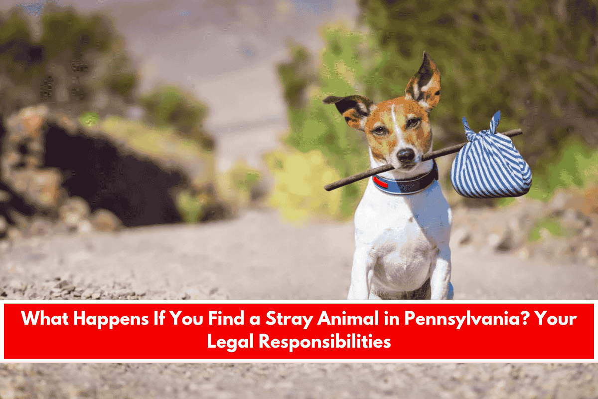 What Happens If You Find a Stray Animal in Pennsylvania Your Legal Responsibilities