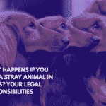 What Happens If You Find a Stray Animal in Texas Your Legal Responsibilities