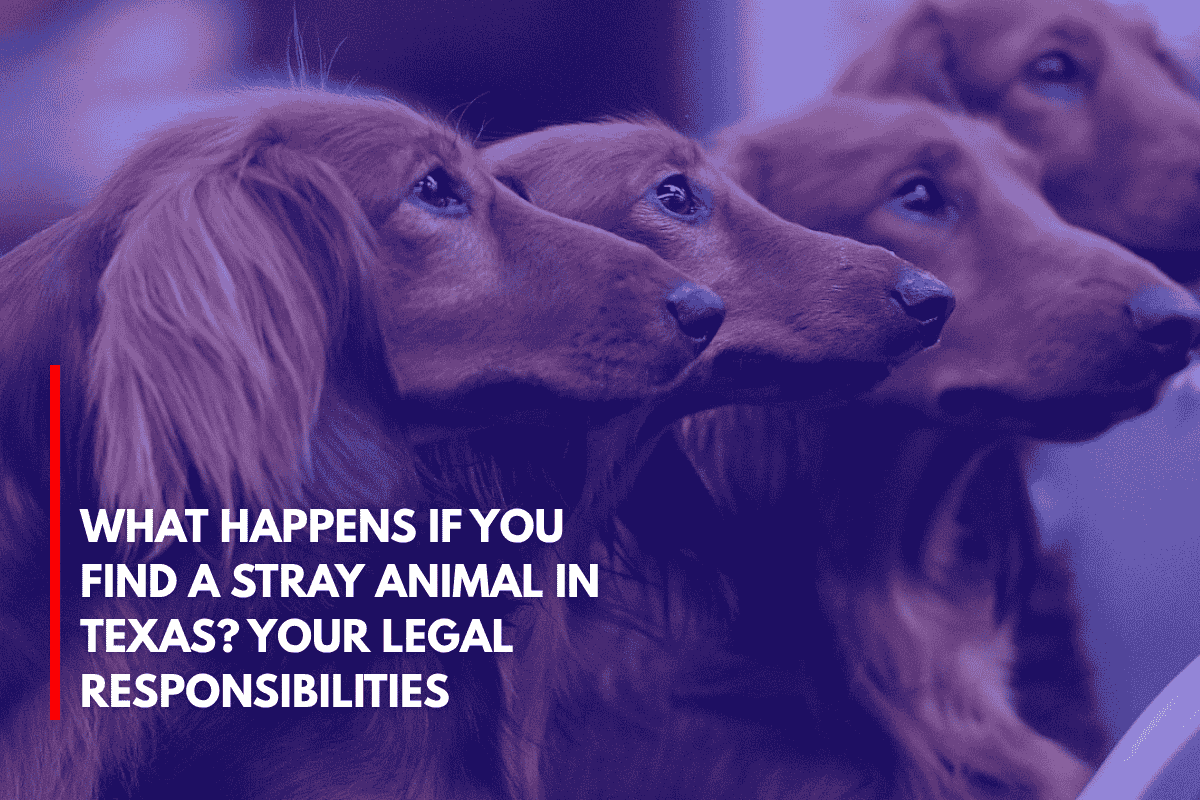 What Happens If You Find a Stray Animal in Texas Your Legal Responsibilities