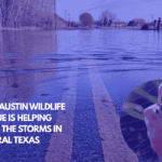 How Austin Wildlife Rescue is Helping After the Storms in Central Texas