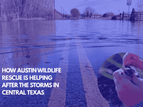 How Austin Wildlife Rescue is Helping After the Storms in Central Texas