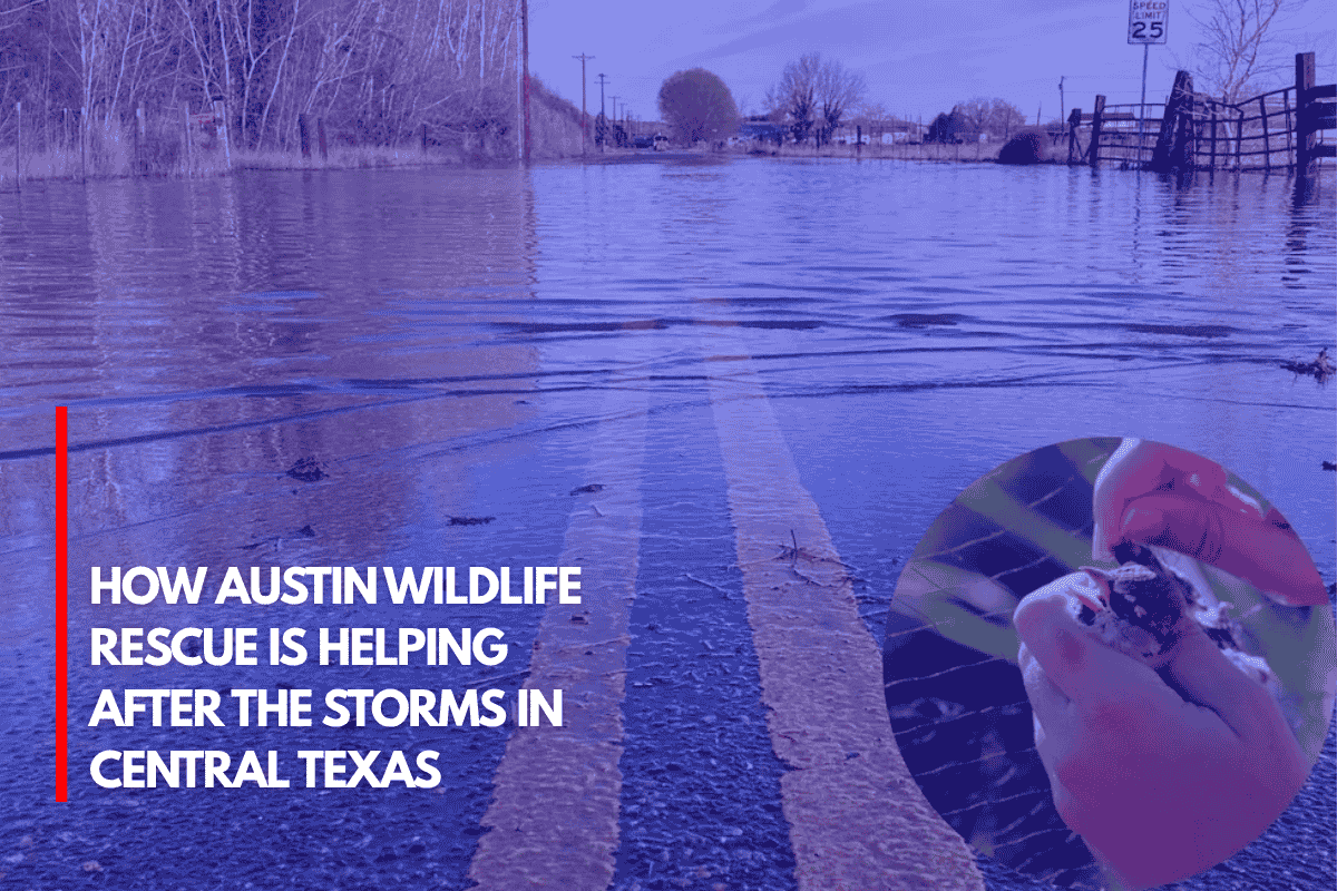 How Austin Wildlife Rescue is Helping After the Storms in Central Texas