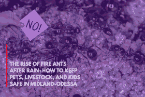 The Rise of Fire Ants After Rain How to Keep Pets, Livestock, and Kids Safe in Midland-Odessa