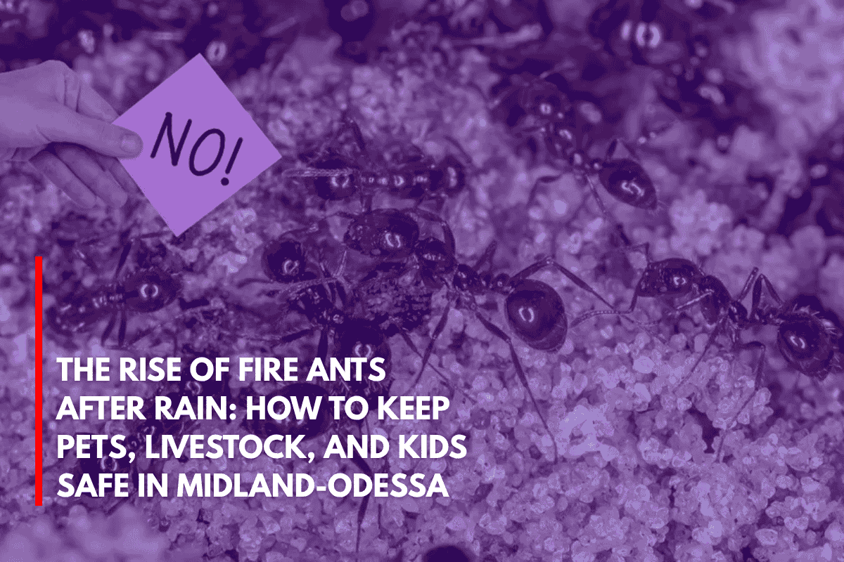 The Rise of Fire Ants After Rain How to Keep Pets, Livestock, and Kids Safe in Midland-Odessa
