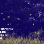 What Happened to All the Fireflies in Texas