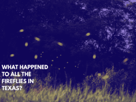 What Happened to All the Fireflies in Texas