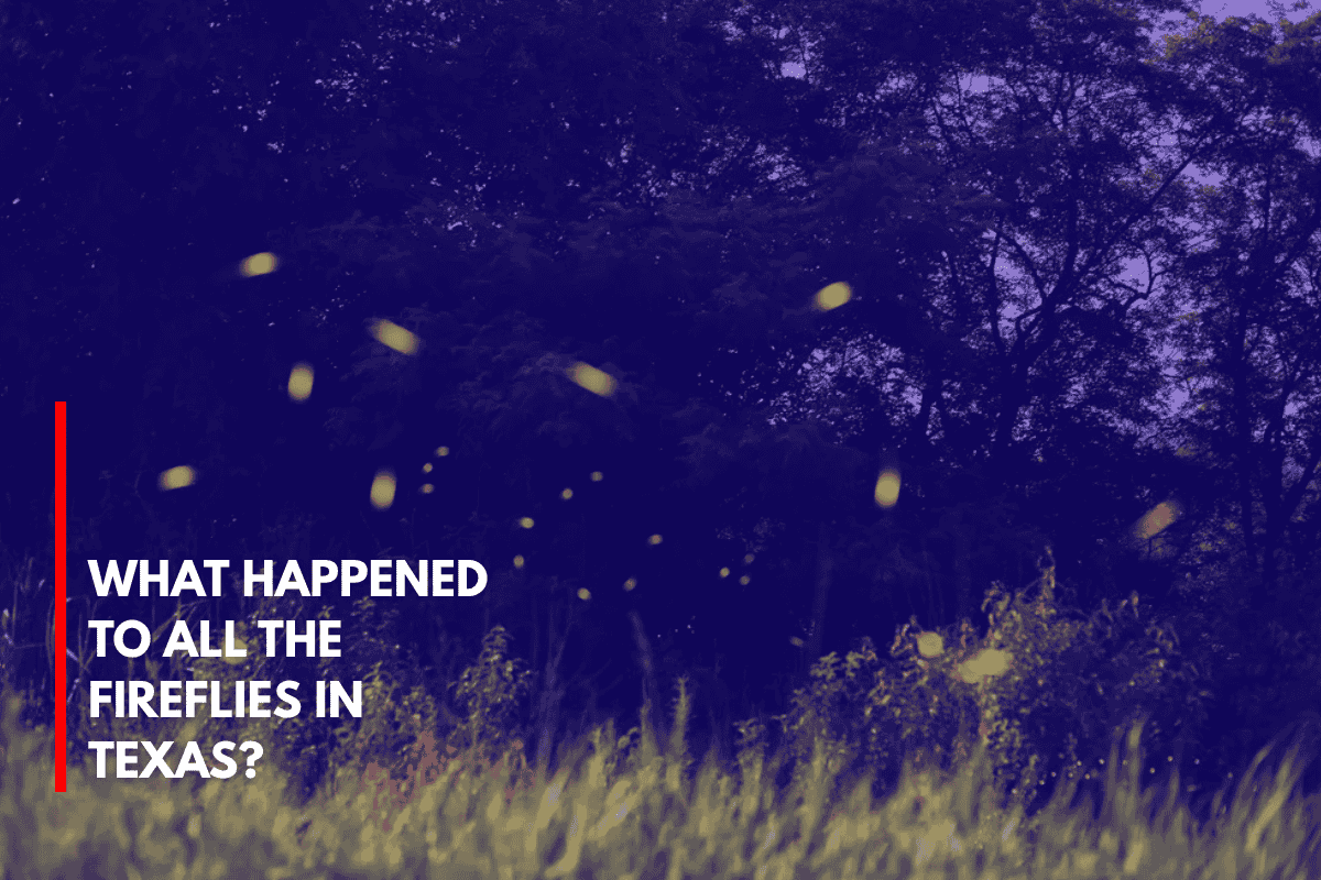 What Happened to All the Fireflies in Texas