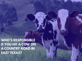 Who’s Responsible if You Hit a Cow on a Country Road in East Texas