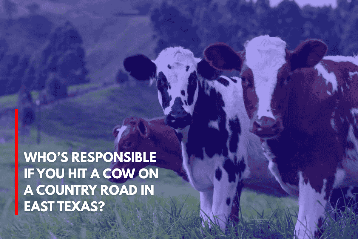 Who’s Responsible if You Hit a Cow on a Country Road in East Texas