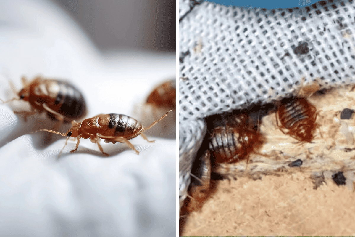 Insect Invasion: 5 Pennsylvania Cities Combatting Bed Bug Onslaught