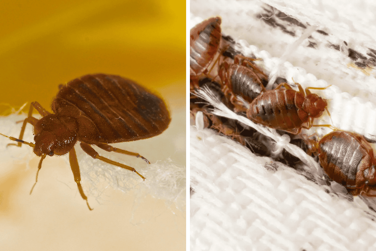 Insect Invasion: 5 New York Cities Combatting Bed Bug Onslaught
