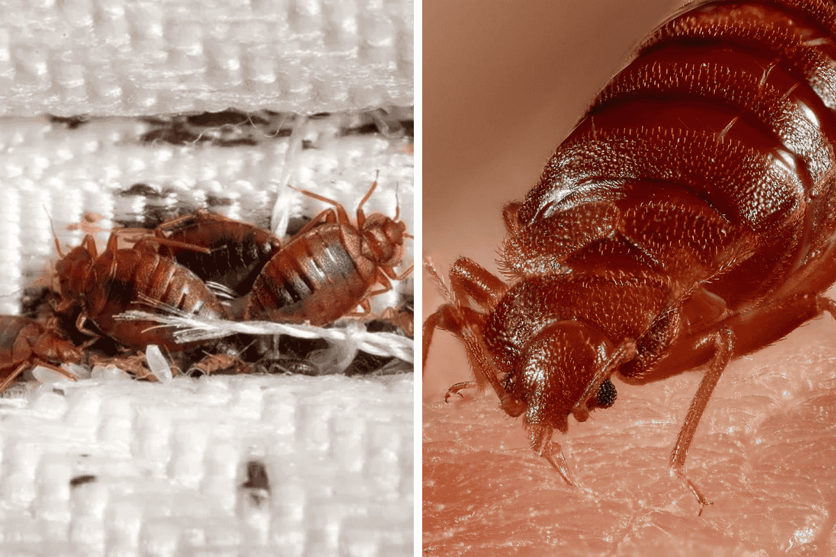 Insect Invasion: 5 Florida Cities Combatting Bed Bug Onslaught