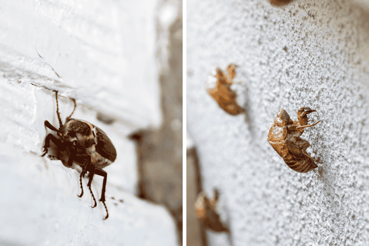 Insect Invasion: 5 Texas Cities Combatting Bed Bug Onslaught