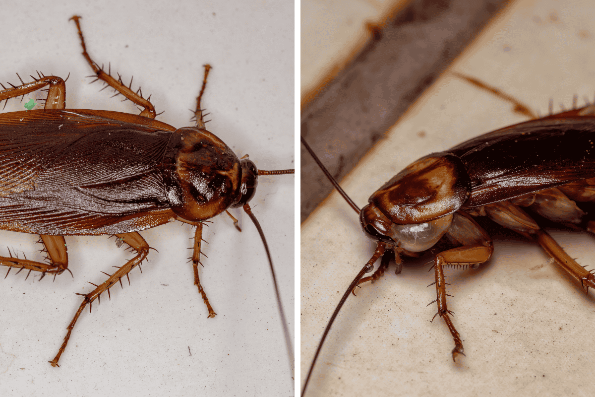 Insect Invasion: 5 California Cities Combatting Bed Bug Onslaught